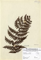 藏品(魚鱗蕨)的圖片